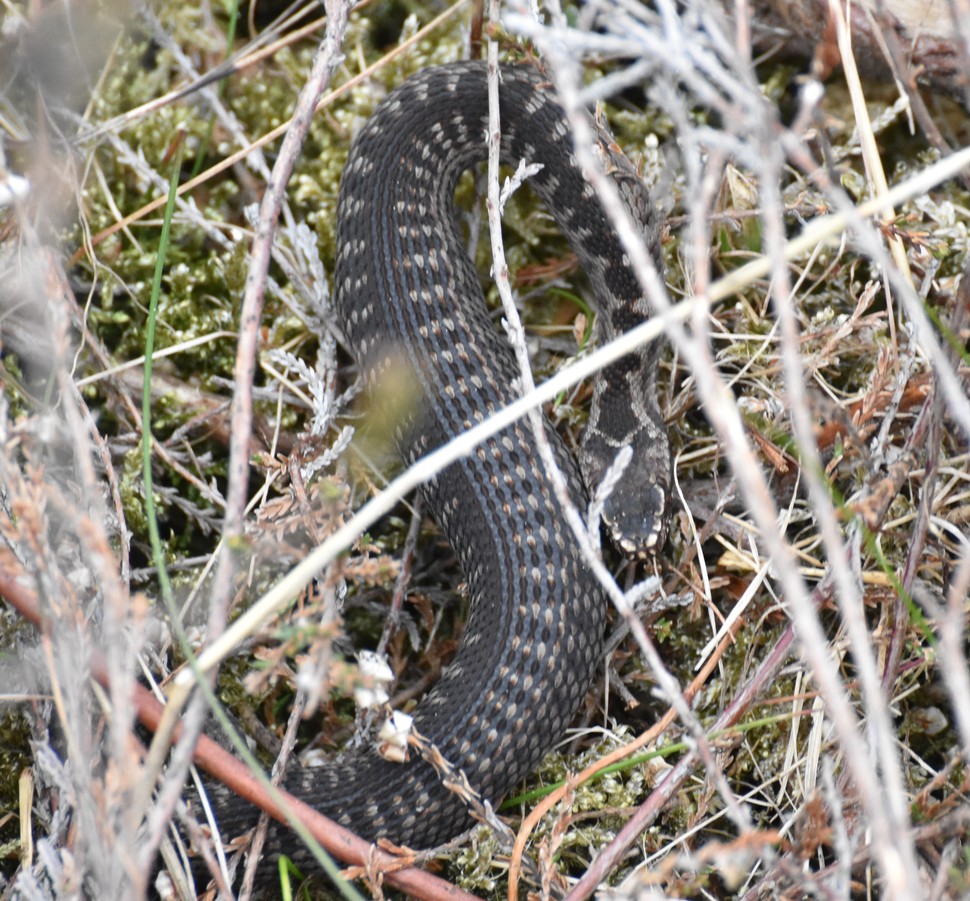 Northern Viper